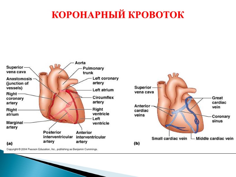 КОРОНАРНЫЙ КРОВОТОК